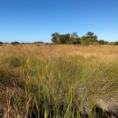 View of a marsh with Spartina, with a small wooded hammock in the background.