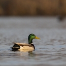 An image of a mallard duck sitting on water.