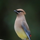 Brown, black and yellow bird stands on a fence