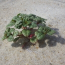 green fleshy plant growing in sand