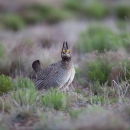 a mid-sized brown bird stands in low-lying vegetation