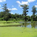 A large body of water partially covered by algae surrounded by a forest