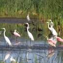 Shorebirds wading in the water searching for food