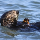 a sea otter floats on its back holding a crab