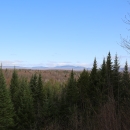 A view of forest with mountains on the horizon