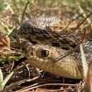 Mr. Snake, a Louisiana pinesnake that helps the U.S. Forest Service with education and outreach, laying in pine straw July 11, 2022. 