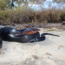 A jet black snake with reddish orange coloring around it's face on sandy soil