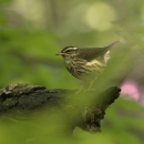 A small grey bird with patchy yellow and brown breast standing on a log