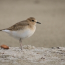 a rusty brown/grey bird with white breast standing on narrow tan legs