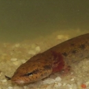 A spotted black salamander with red tufts around its gills