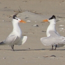 Two royal terns, white with black crest and orange bills facing each other on sandy beach