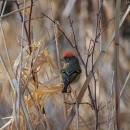 A grey and tan bird with bright red feathers on its head