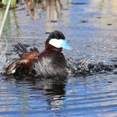 A mahogany colored duck with a sky blue beak splashing in the water