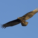 A large bird with outstretched wings soaring in the blue sky