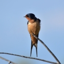 A creamy orange breasted bird with forked tail and indigo colored head perched on a tree branch