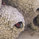 Two small birds poke their brown white and black heads with blue beaks out of a muddy hole on the underside of a cliff