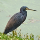 A greyish blue wading bird with long, sharp yellow beak on the edge of a wetland