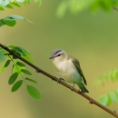 A cream colored bird with grey cap and beak on a branch