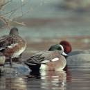 American Widgeon North Dakota