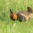A plump barred prairie-chicken raises his tail feathers and struts in the short grass.