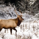 A stately Roosevelt elk in the snow