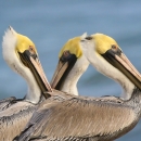 3 white, yellow, brown & black pelicans stand next to the water