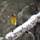 Evening grosbeak perched on a snowy branch