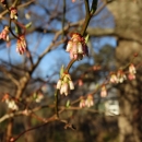 White and pink bell-shaped flowers hand from brown branches