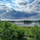 A picture of Ringneck Marsh in the summer featuring a cloudy/sunny sky, water, green trees and shrubs, with a swallow in flight