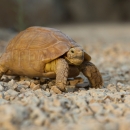 small turtle on gravel