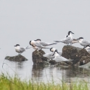 sandwich terns congregating on a pile of rocks near the shoreline
