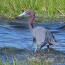 Long-billed blue and purple-necked bird on stilted legs stands in blue shallow water