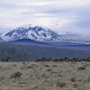 A herd of horse runs across a dry shrub landscape with a forest and mountain in the background