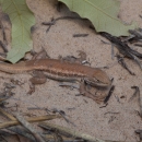 lizard on sandy ground