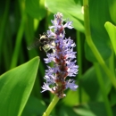 Light purple upright stem of Pickerelweed blossoms surrounded by large green leaves
