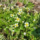 A beautiful shot of the fleshy-fruit gladecress