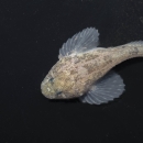 A grotto sculpin underwater