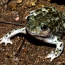 a western spadefoot frog with light and dark brown blotches and vertical slit pupils