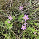 Pink, five-petaled flowers with yellow centers rise above green leaves