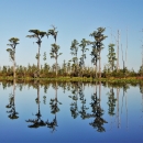 An island with tall trees in the swamp.