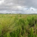 Tall grasses grow in a marsh habitat. This open landscape is suitable for multiple species, including Eastern black rail. 
