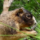 An image of the cover for the refuge brochure.