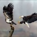 Two eagles landing