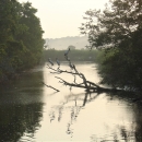 Woodstorks at Jehossee Island, E.F.H. ACE Basin NWR