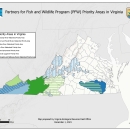 This is an image of a map showing the 7 priority work areas for the Partners for Fish and Wildlife (PFW) Program in Virginia, including the Big Sandy River Watershed Priority Area, the Clinch and Powell Rivers Watershed Priority Area, the Holston River Watershed Priority Area, the New River Watershed Priority Area, the James Spinymussel Priority Area, the Roanoke Logperch Priority Area, and the Blackwater and Nottoway Rivers Watershed Priority Area. For more information, contact David Byrd at 804-824-2412.