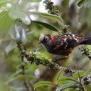ʻĀkohekohe sits on a branch. It is black with orange stripes and a white tuft on its head.