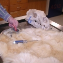 A tagged polar bear hide and tagged polar bear skull on a metal table
