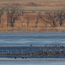 Waterfowl taking flight from frozen Kirwin Reservoir