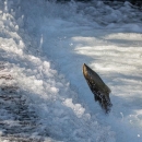 Adult Chinook salmon jumping out of flowing water
