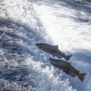Two adult Chinook salmon jumping out of flowing water